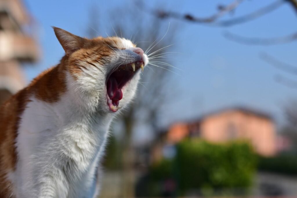 Common Reasons Your Cat Is Sneezing