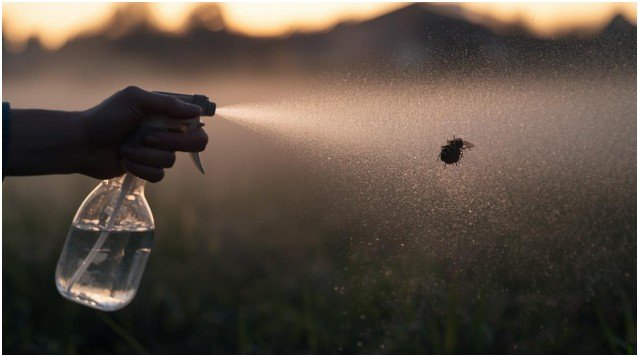 Kill Wasps Instantly with Soapy Water