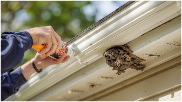 How to Prevent Wasps from Returning