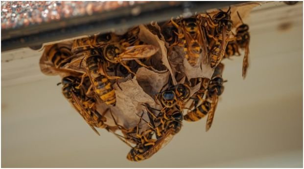 Understand the Enemy: Why Wasps Become a Problem