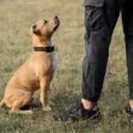 The Spiritual Meaning of Dog Peeing on You A Look at This Odd Sign