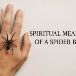 The Spiritual Meaning of a Spider Bite What It Really Signals for Your Life