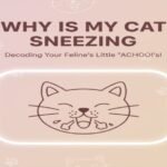 Why Is My Cat Sneezing Me An Expert Guide for Cat Owners