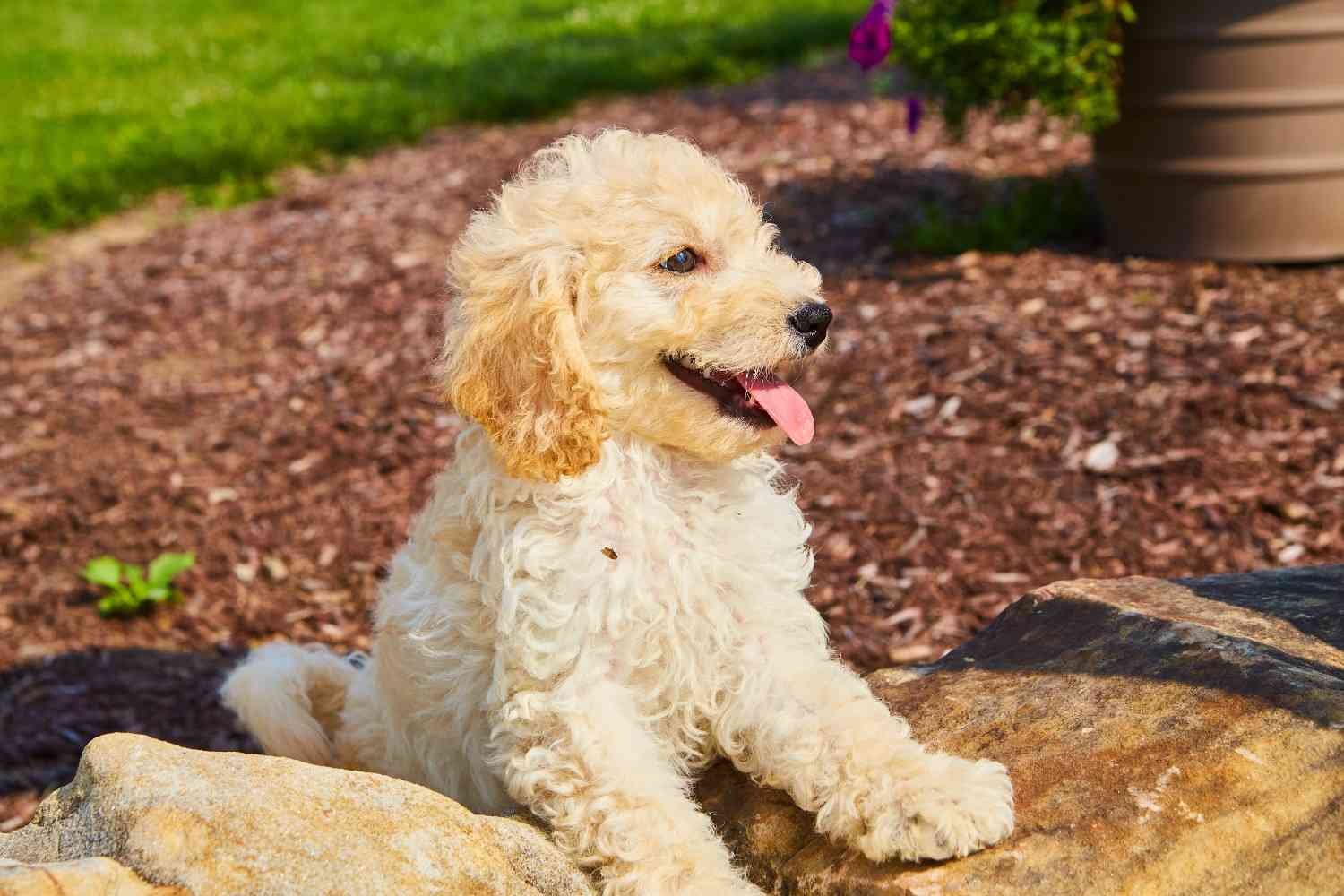 Full Grown Mini Goldendoodle Size, Traits, Care, and What to Expect