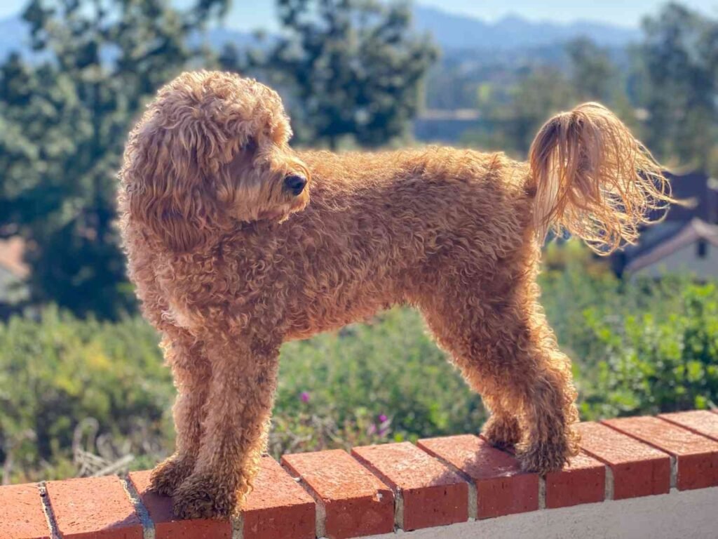 Full Grown Mini Goldendoodle Size and Weight