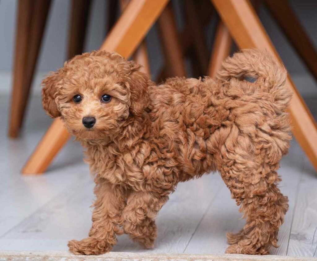 Grooming a Full Grown Mini Goldendoodle