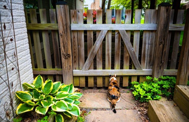 Safety Assurance for Families, Pets, and Visitors