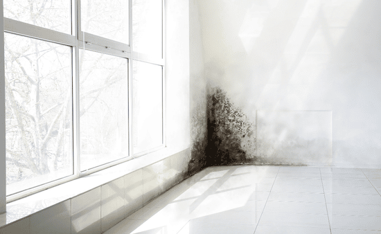 Understanding the Difference Between Mold and Mycotoxins