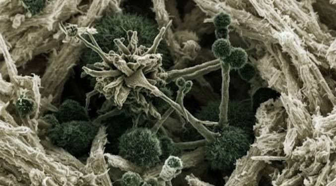 Understanding the Difference Between Mold and Mycotoxins